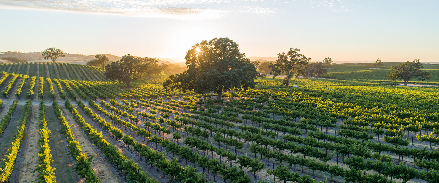 Vineyard landscape at sunrise representing eco-friendly sourcing and sustainable practices.