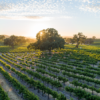 Winding vineyard road at sunset showcasing the rural roots of reclaimed wood furniture style.